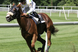 What keeps racing fans entertained when the horses aren’t running?