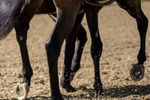 Supporting joint strength and mobility in performance horses