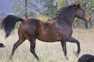 Daily routines that support peaceful living among racehorses and other pets