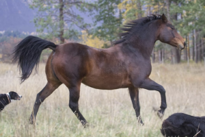 Daily routines that support peaceful living among thoroughbred horses